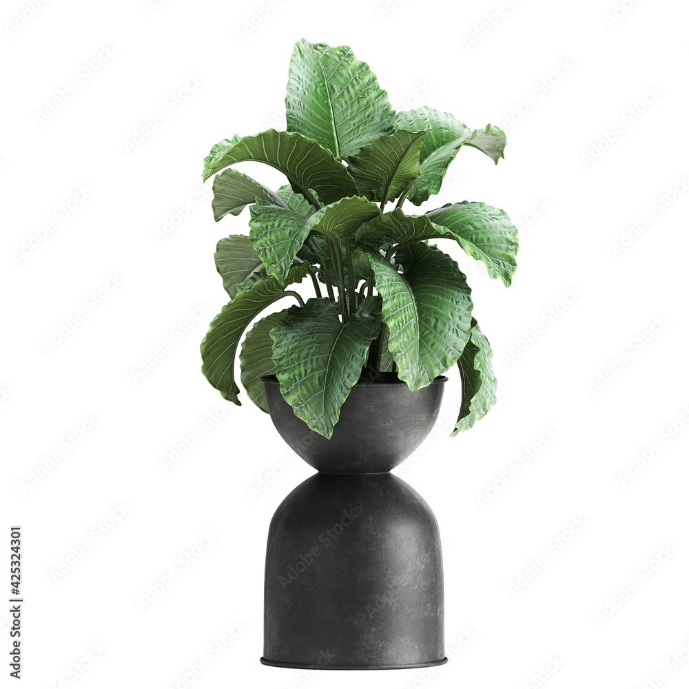 alocasia macrorrhiza isolated on white background Stock Illustration