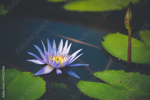 Photos blue lotus flower blossom or water lily blooming in pond with sunlight in garden outdoor nature
