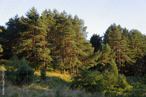 The sun light on the pine trees in green pine forest edge hill on blue sky background, a beautiful Russian natural forest landscape at Sunny summer evening