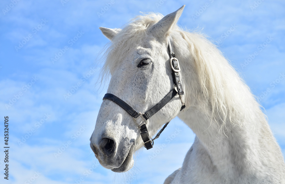 white horse portrait