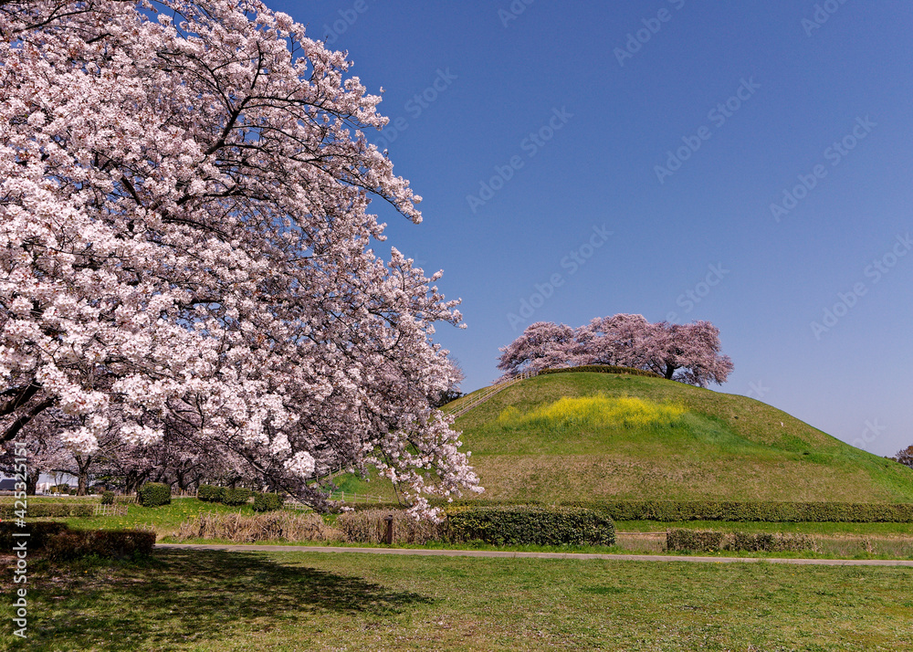 行田市古墳公園の古墳と満開の桜 StockFoto Adobe Stock
