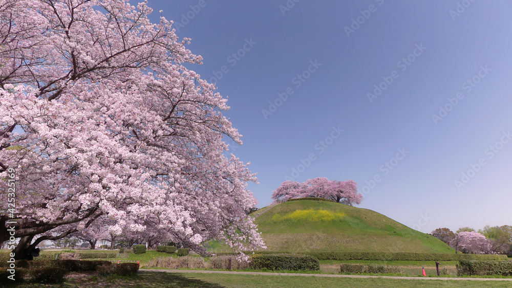 埼玉県行田市古墳公園のさくら