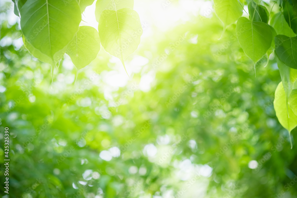 Amazing nature view of green leaf on blurred greenery background in garden and sunlight with copy space using as background natural green plants landscape, ecology, fresh wallpaper. Amazing nature view of green leaf on blurred greenery background in garden and sunlight with copy space using as background natural green plants landscape, ecology, fresh wallpaper.