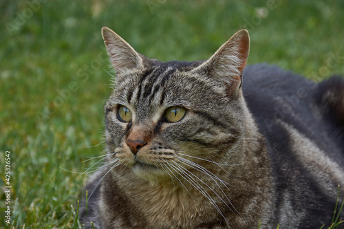 Portrait view of curious face cat on the grass