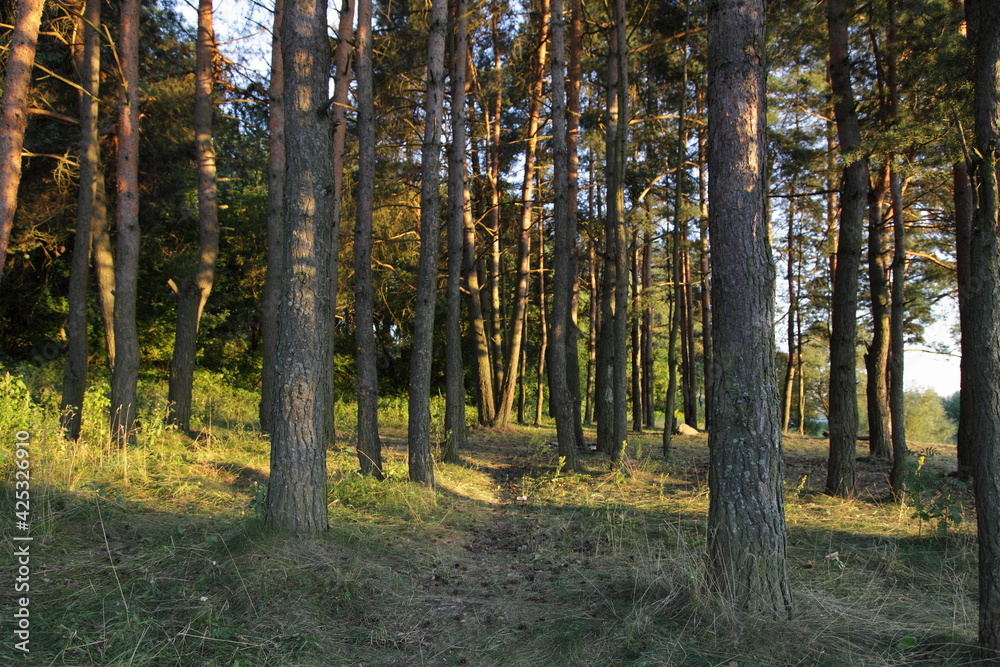 Beautiful pine trees with sun rays in East European pine forest at summer evening Beautiful pine trees with sun rays in East European pine forest at summer evening