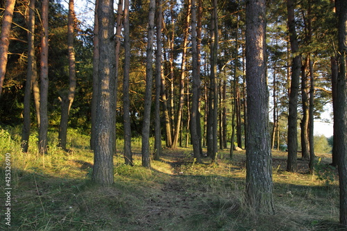 Beautiful pine trees with sun rays in East European pine forest at summer evening 
