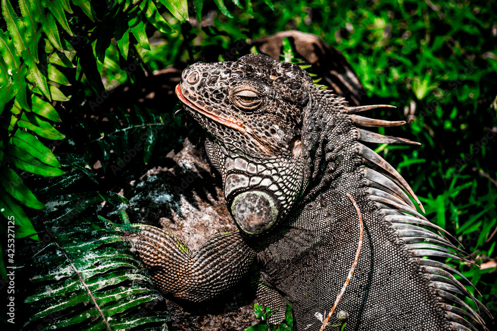 Obraz premium The Green Iguana Living At The Madras Crocodile Bank Trust and Centre for Herpetology, ECR Chennai, Tamilnadu, South India