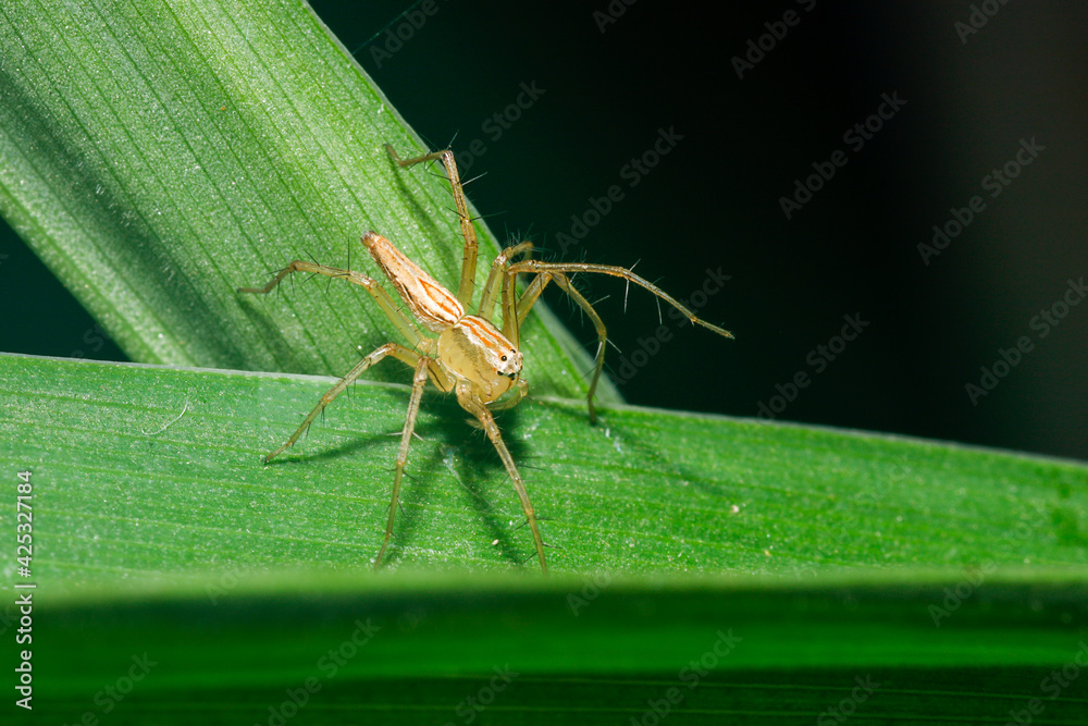 Fototapeta premium spider on leaf