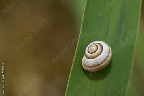 SNAIL O A LEAF