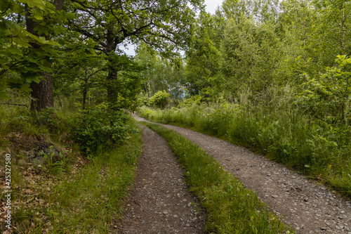 Long path with bushes and fields around in Kaczawskie mountains