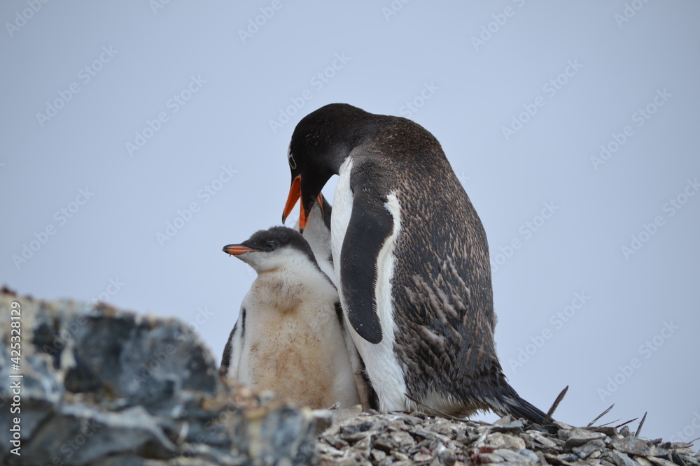 Fototapeta premium Pingüino papúa adulto junto a su cría sobre rocas en la Antártida