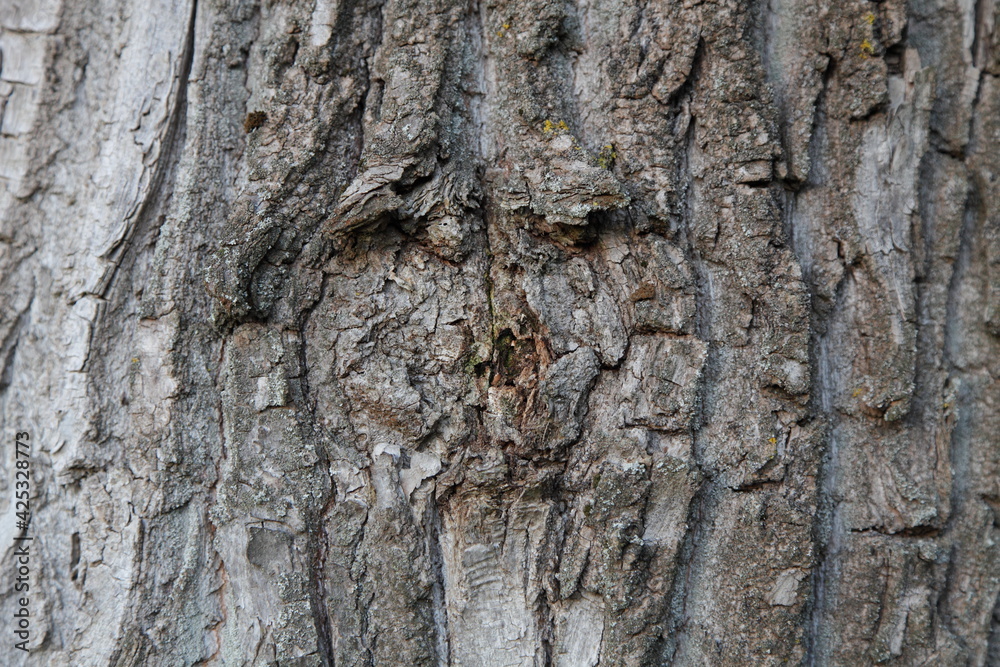 Rough cracked gray wooden bark on old tree close up at summer day, texture for background Rough cracked gray wooden bark on old tree close up at summer day, texture for background