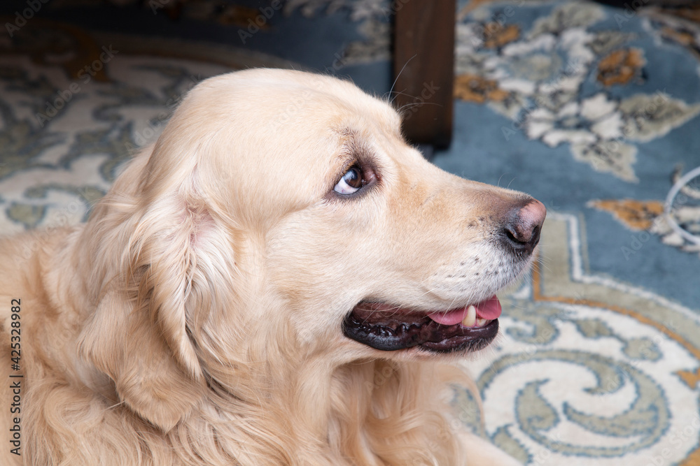 A cheerful and happy dog at home.Golden Retriever.