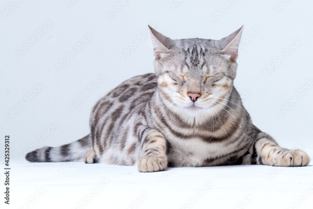 Silver Bengal Cat in studio Silver Bengal Cat in studio