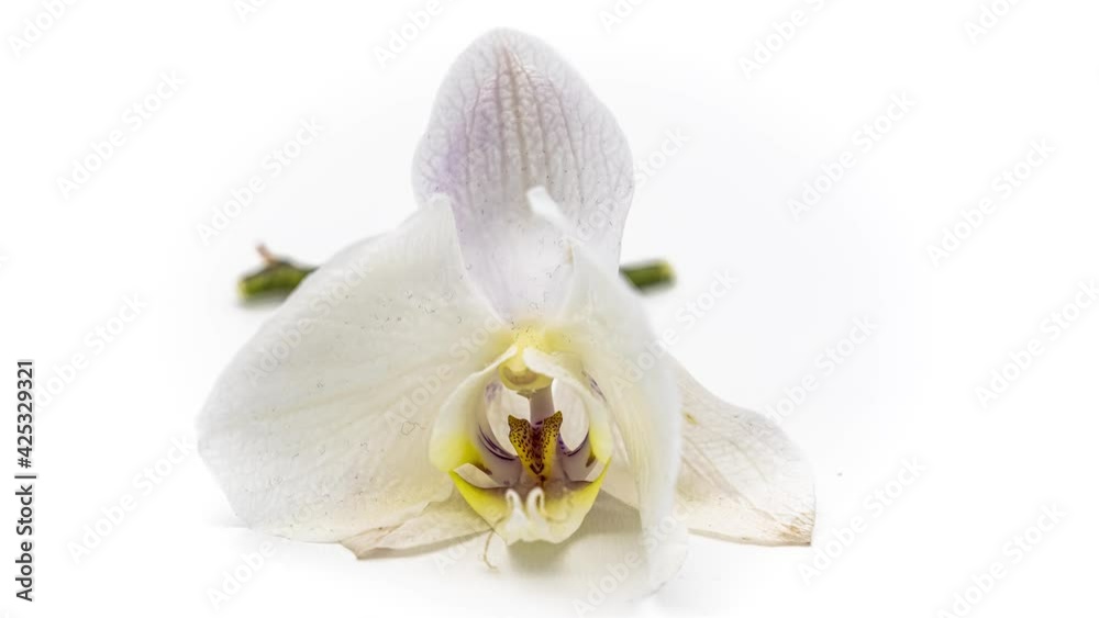 Time lapse 4k, close-up orchid with white petals on a white background Time lapse 4k, close-up orchid with white petals on a white background