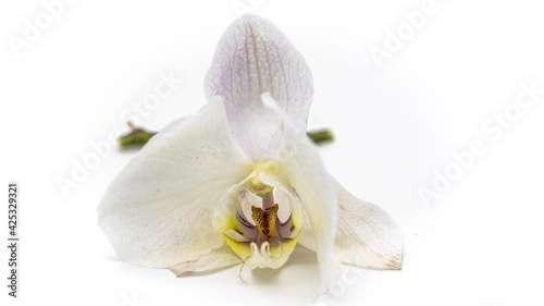 Time lapse 4k, close-up orchid with white petals on a white background