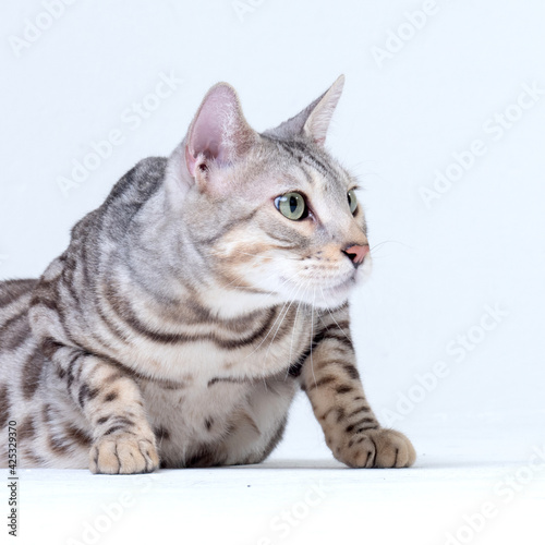 Silver Bengal Cat in studio