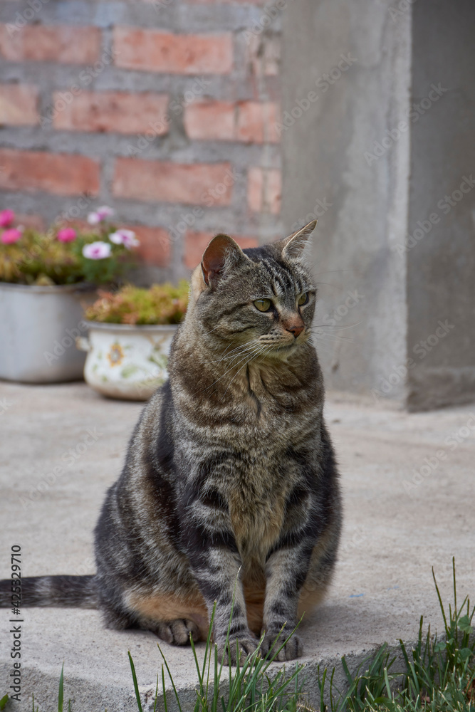 Portrait view of curious face cat sat on the garden