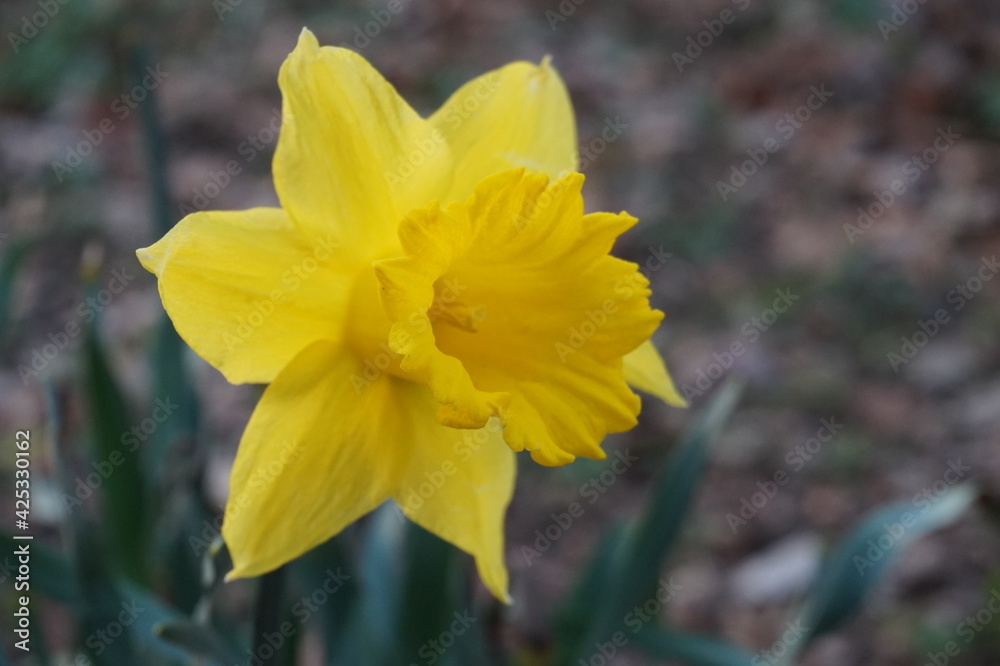 Fototapeta premium yellow daffodil flower in early spring
