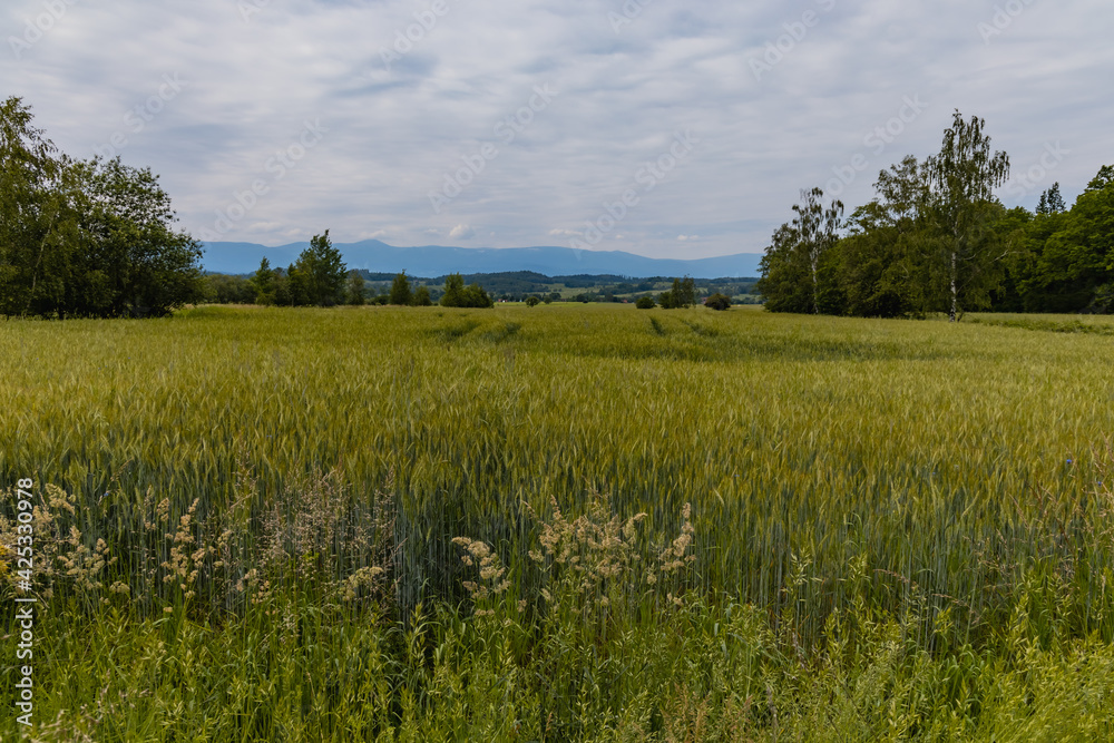 Big green fields of wheat trees and bushes in Kaczawskie mountains at cloudy day Big green fields of wheat trees and bushes in Kaczawskie mountains at cloudy day