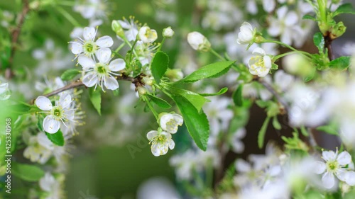 Spring flowers opening. Beautiful white cherry tree branches with buds blossom open timelapse, close up. Blooming backdrop 4K UHD video.Beautiful still life
