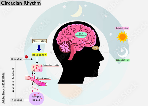 The circadian rhythms are controlled by circadian clocks or biological clock. Major hormone, melatonin is a important hormone for sleep it was released by pineal gland at night. 