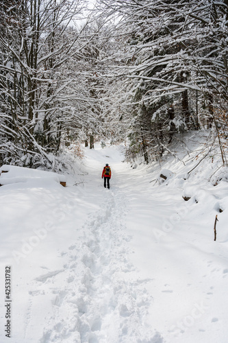 Hiker on a snowy hiking trail in a forest in winter