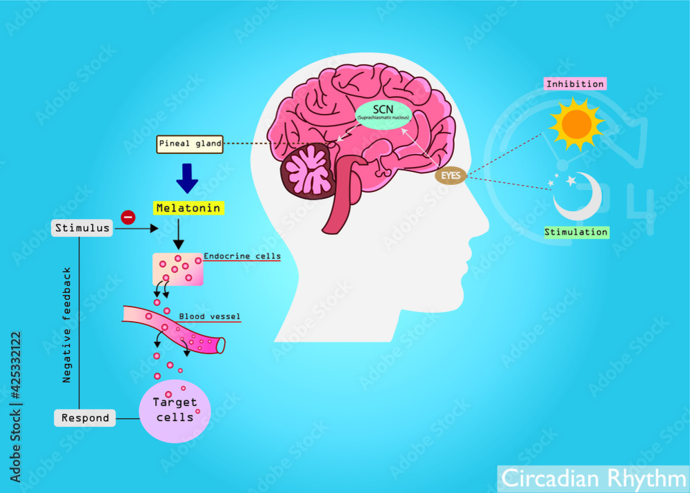 The circadian rhythms are controlled by circadian clocks or biological