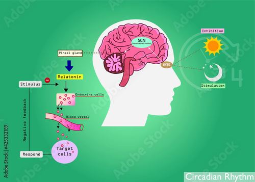 The circadian rhythms are controlled by circadian clocks or biological clock. Major hormone, melatonin is a important hormone for sleep it was released by pineal gland at night. 