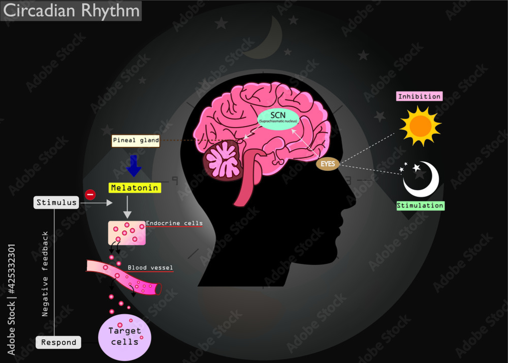 The circadian rhythms are controlled by circadian clocks or biological