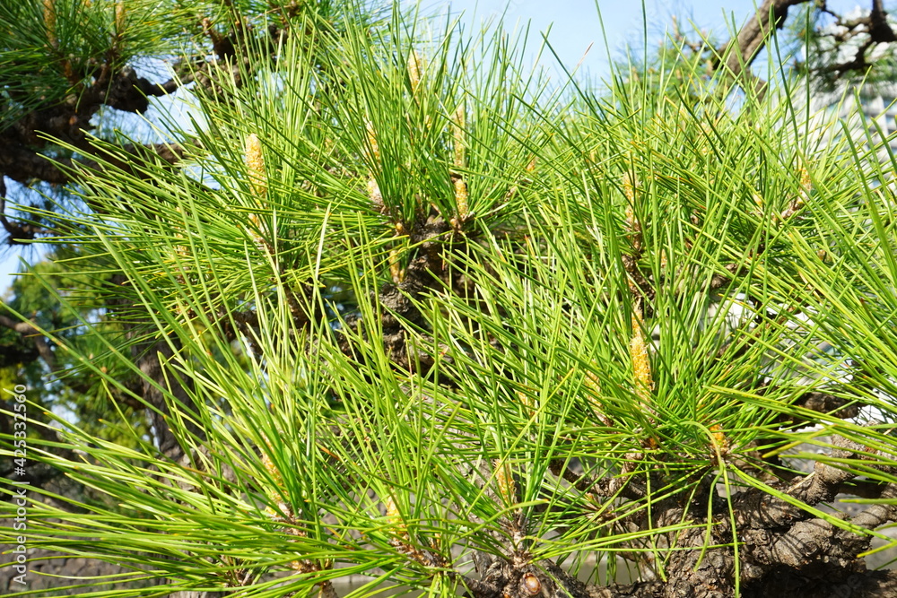 Green Pine Tree over blue sky, copy space - 皇居 外苑 松の木 東京 Green Pine Tree over blue sky, copy space - 皇居 外苑 松の木 東京
