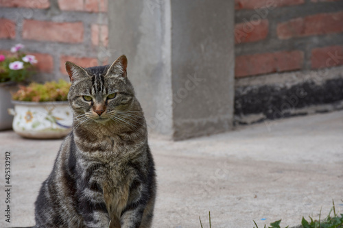 Portrait view of curious face cat sat on the garden © Pedro Suarez