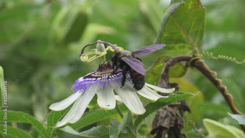 Close up of a bumblebee flying over a blue crown passion flower to collect nectar. Slow motion. Close up of a bumblebee flying over a blue crown passion flower to collect nectar. Slow motion.