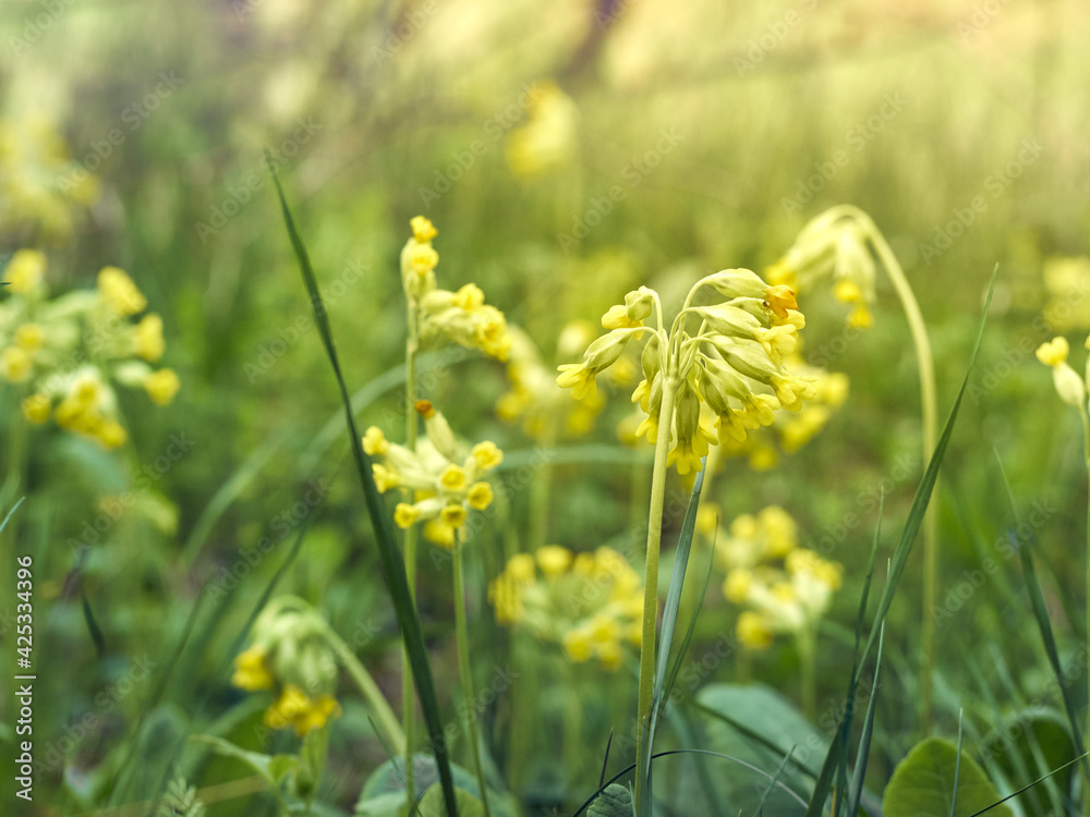 Cowslip flowers in spring forest. Cowslip flowers in spring forest.