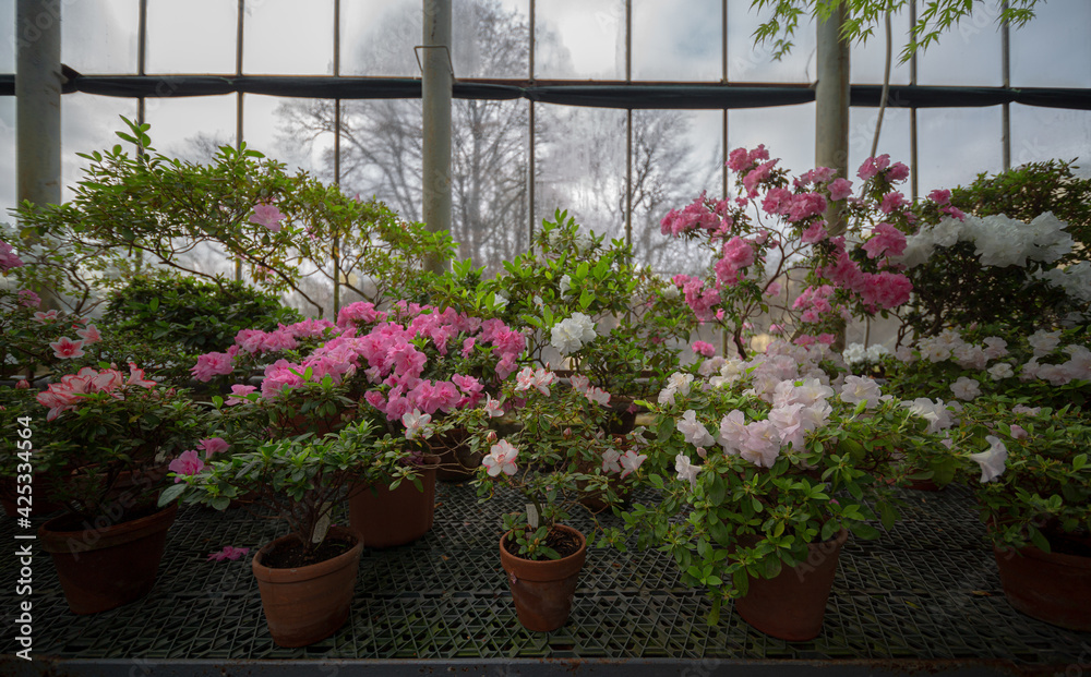 flowers in pots in a greenhouse in spring
flowers in pots in a greenhouse in spring