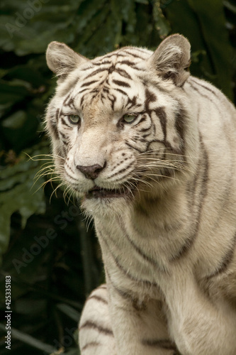 White Bengal Tiger  Close up. The White Tiger is a recessive mutant of the Bengal tiger  which was reported in the wild from time to time in Assam  Bengal  Bihar and especially from the former State