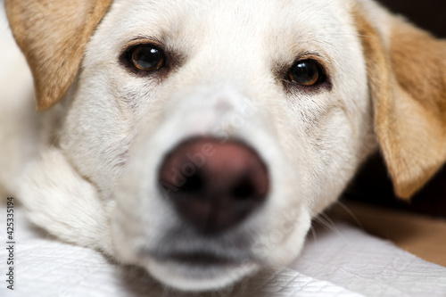 Closeup portrait of adorable young dog looking at camera. © Igor