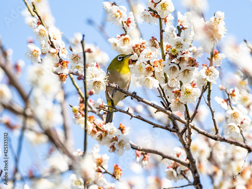 Japanese warbling white-eye in plum blossoms 11