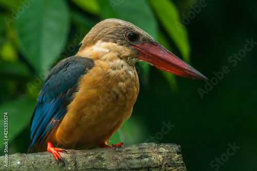 Stork-billed Kingfisher (Pelargopsis capensis) with large scarlet bill found predominantly in south asia and the Indian sub-continent.