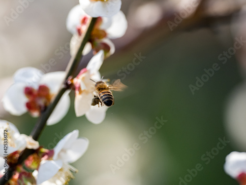 honey bee visiting white plum blossoms 6