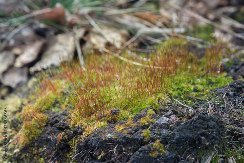 moss with red Sporophyte (Pohlia nutans) selective focus