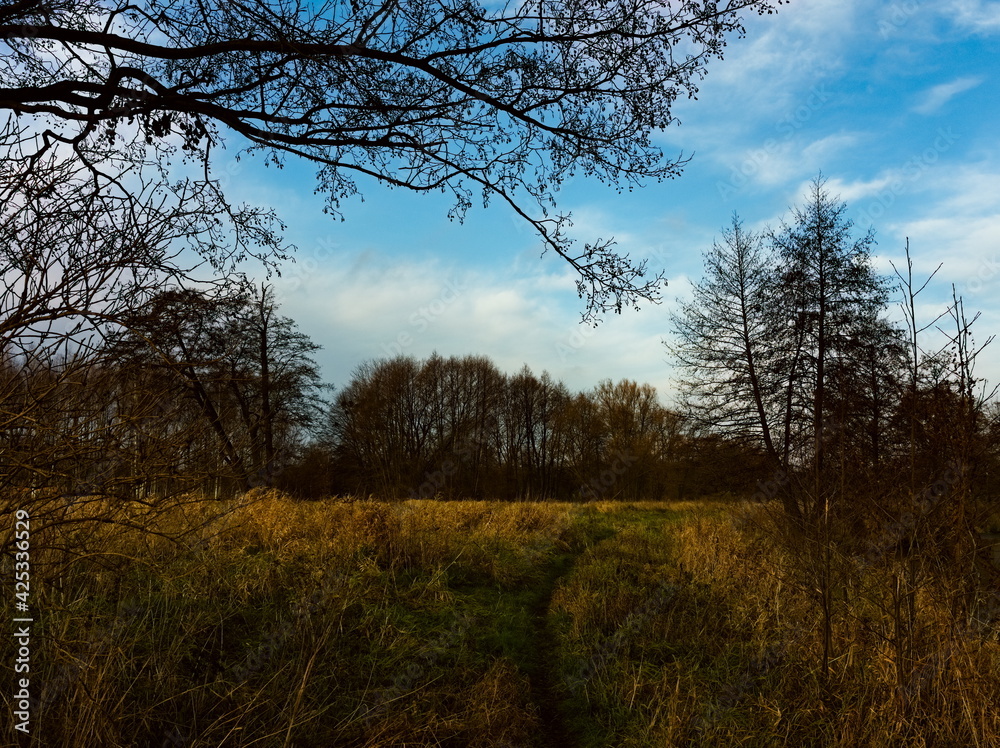 Fototapeta premium Trees in the park, autumn landscape