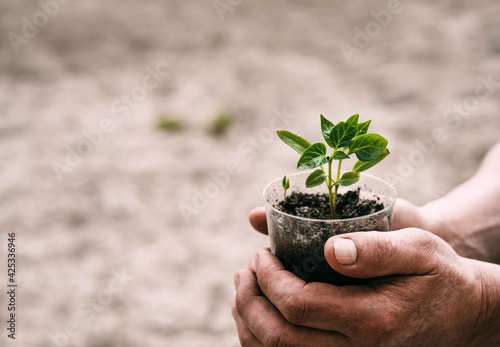 Close-up of an elderly man holding a seedling of a plant in a pot on a gray background. Caring for the environment. Spring, vegetable garden
