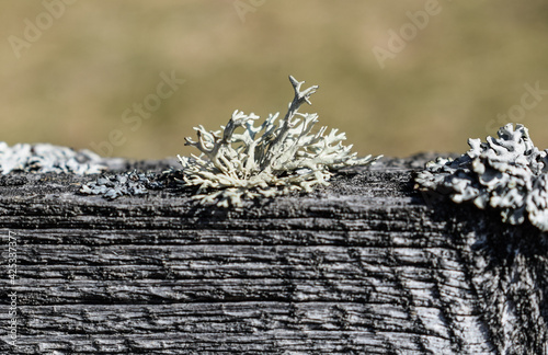 Hypogymnia physodes lichen close-up photo. Lichen on old fence photo