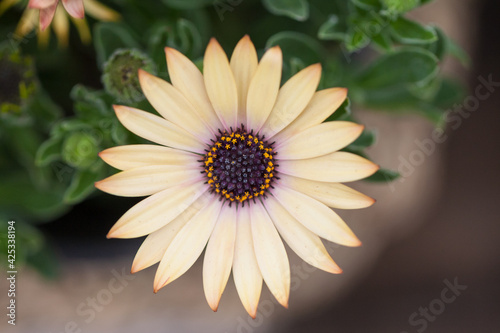 Blooming red blue chrysanthemum flowers and green leaves，Arctotis stoechadifolia var.grandis photo