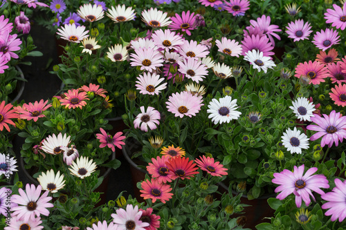 Blooming red blue chrysanthemum flowers and green leaves，Arctotis stoechadifolia var.grandis