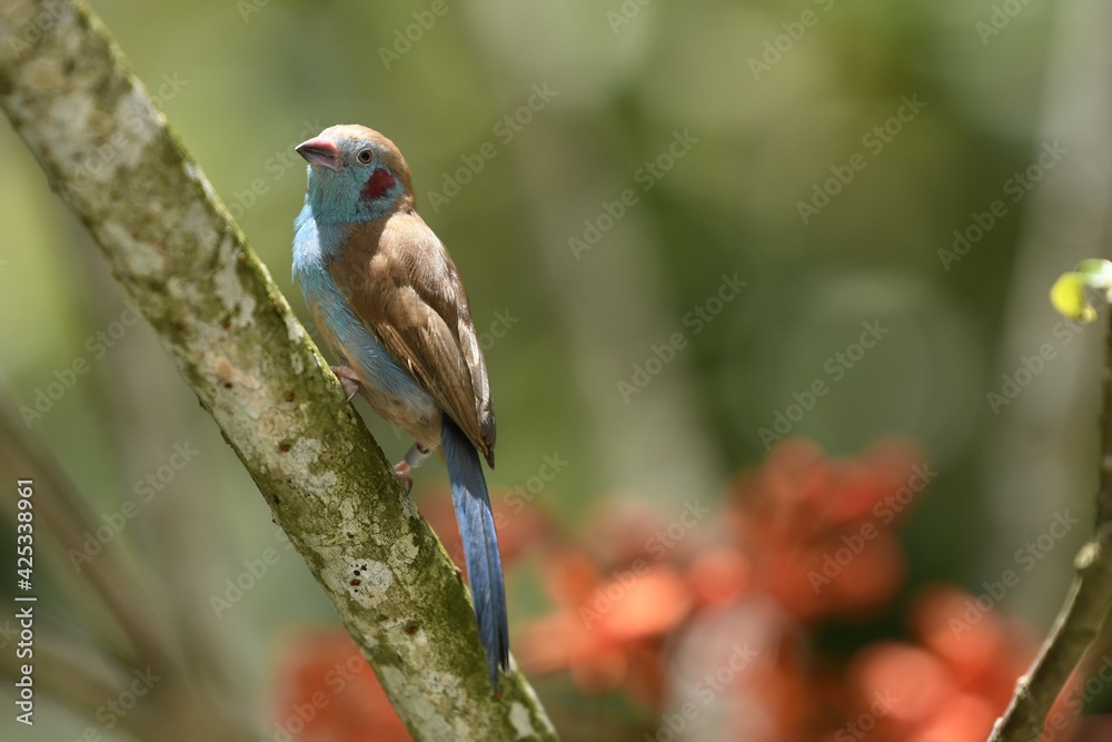 Obraz premium Colorful Bird