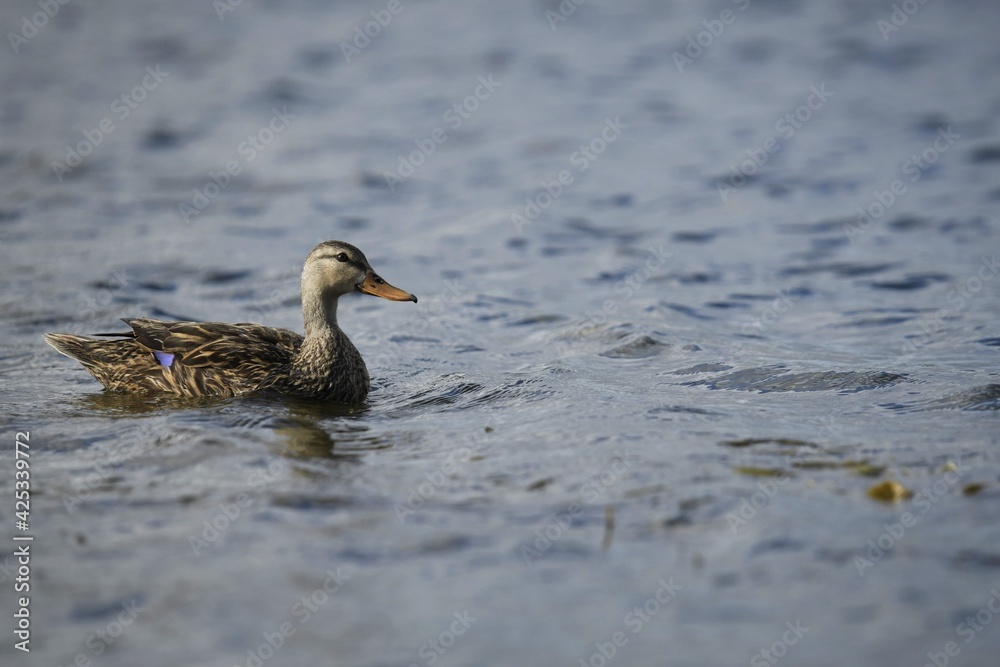 Duck Duck