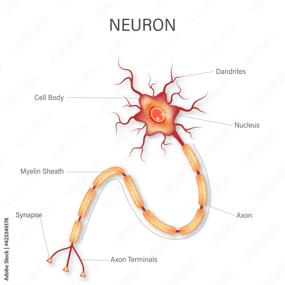 neuron model labeled