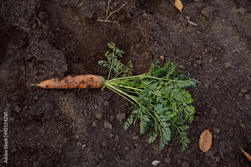 Fresh organic carrots with green leaves on the ground. Vegetables. Healthy eating.